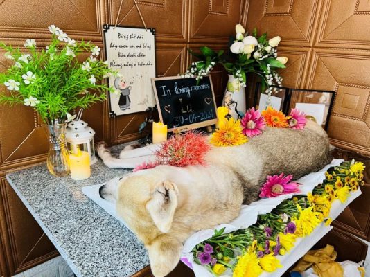 Hỏa táng thú cưng trọn gói ở Bình Hưng Hòa 