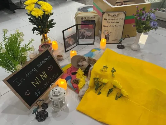 Quy trình của dịch vụ mai táng chó mèo gồm những bước nào?