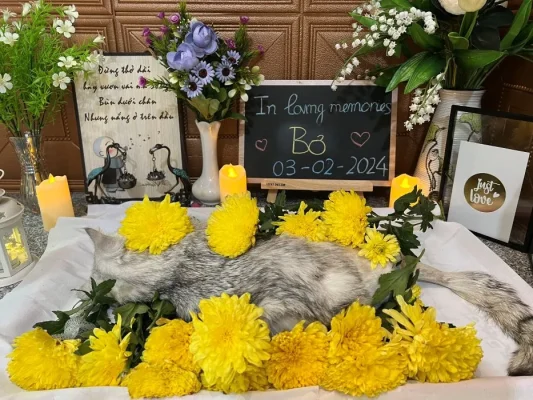 Quy trình hỏa táng chó mèo