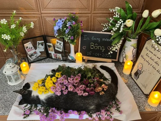 Dịch vụ Hoả táng thú cưng