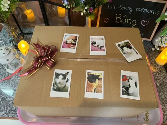 Hỏa táng chó mèo là gì và vì sao ngày càng phổ biến